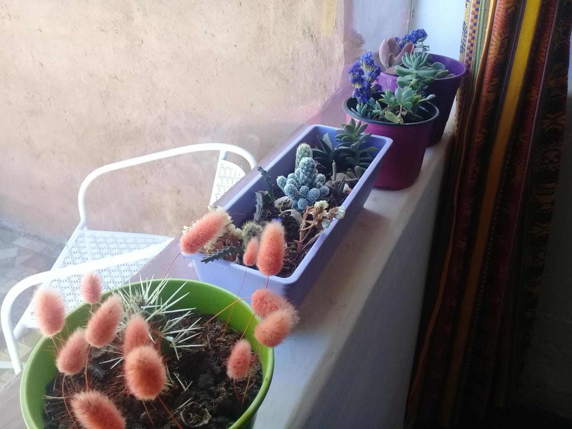 Cabana El Cardon,Casita En El Campo Quebradeno Humahuaca Eksteriør bilde