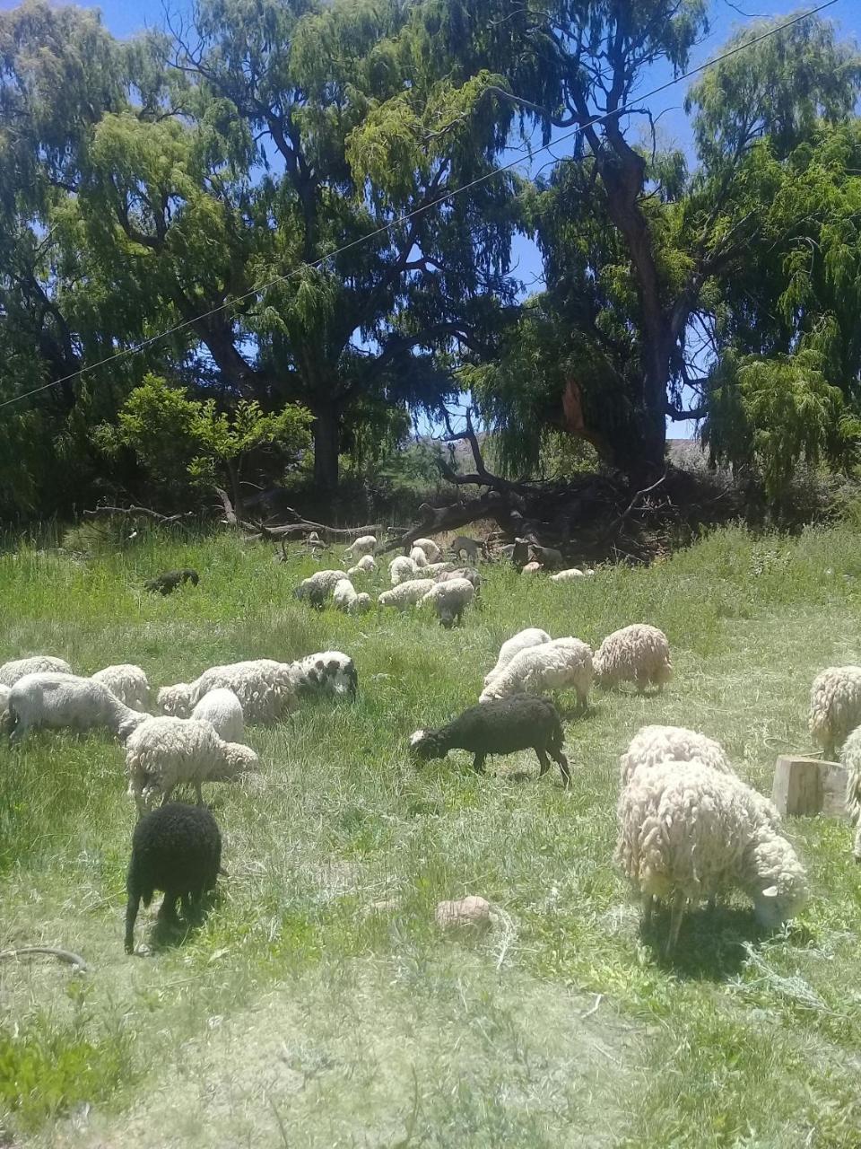 Cabana El Cardon,Casita En El Campo Quebradeno Humahuaca Eksteriør bilde